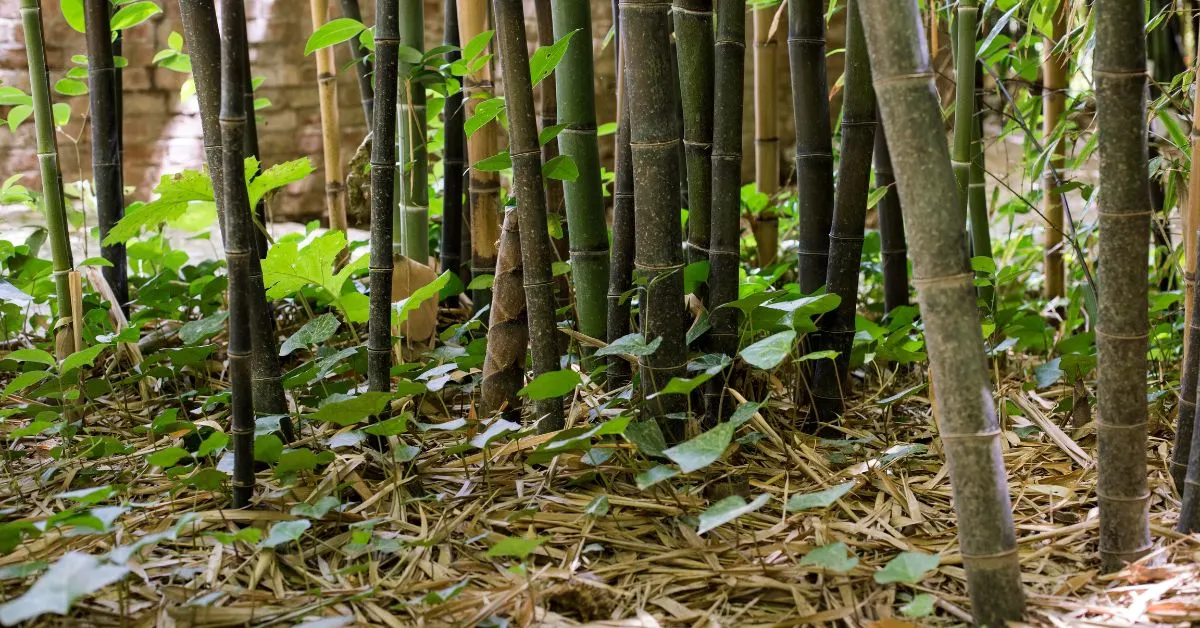 Bamboo_Farming.webp