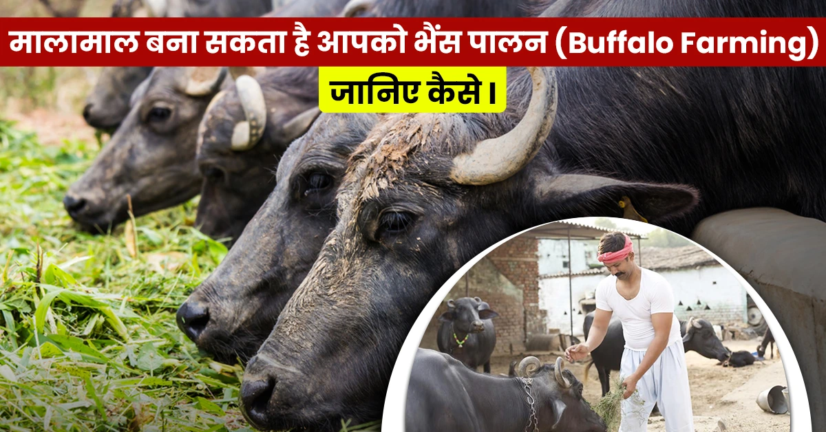 मालामाल बना सकता है आपको भैंस पालन (Buffalo Farming), जानिए कैसे।