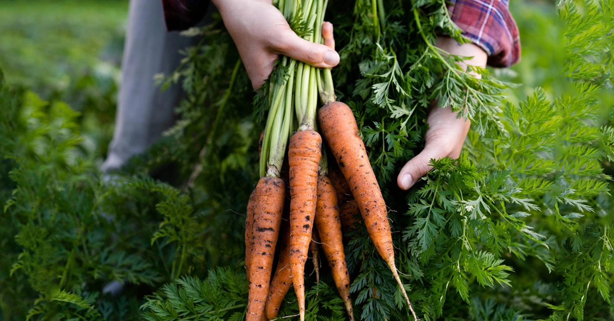 Gajar ki Kheti: सितंबर-अक्टूबर में उगाएं ये 5 High-Profit किस्में और पाएं जबरदस्त कमाई !