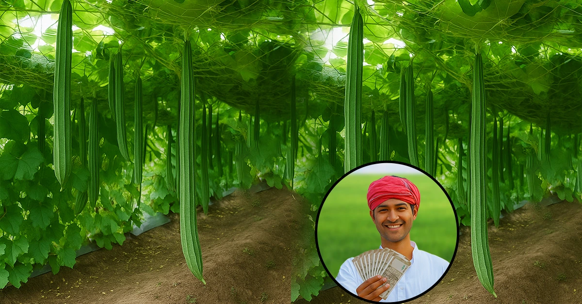 Farming Special : सितम्बर में शुरू करें तोरई की खेती और बनाये जबरदस्त मुनाफे का रिकॉर्ड !