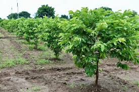 अमरूद की खेती: कम लागत में ज्यादा मुनाफा देने वाला फलदार व्यवसाय