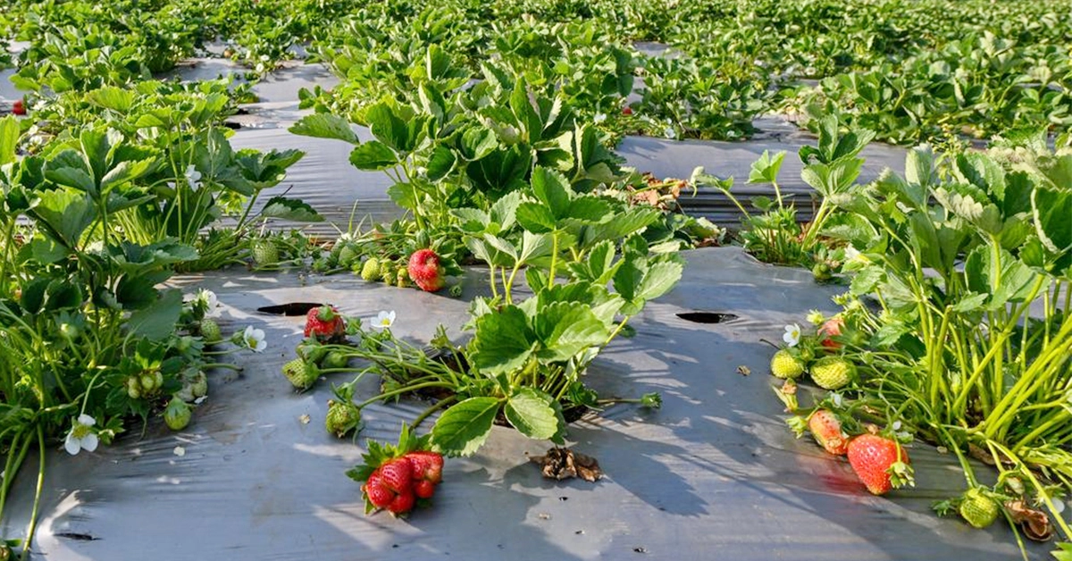 कैसे सर्दियों में इन 3 सब्जियों की खेती दे रही है किसानों को बम्पर कमाई का मौका